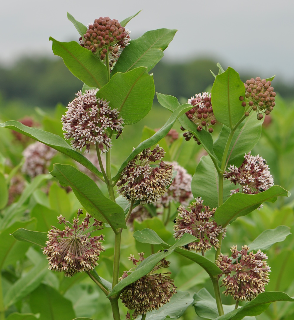 29. kép Az inváziós selyemkóró terjedése veszélyezteti a gyepeket.jpg